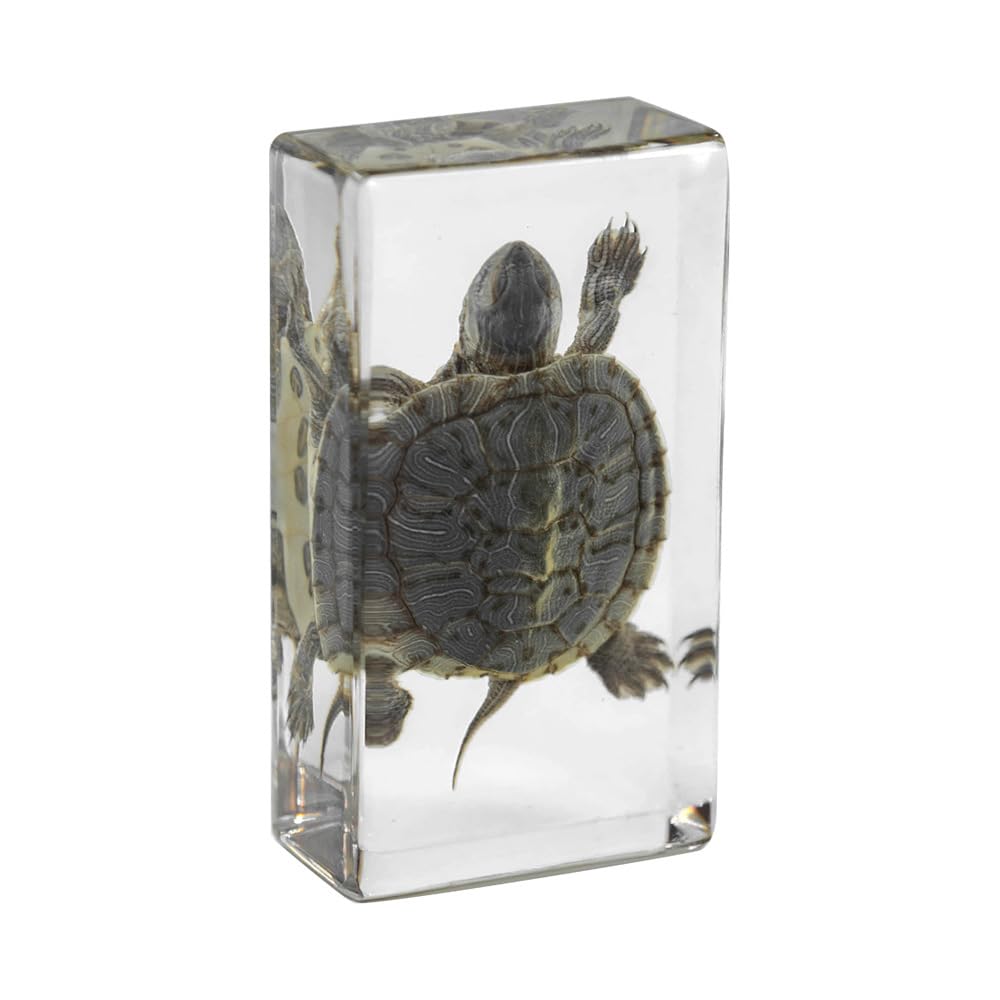 KSVMOAG Real Resin Specimen, Real turtle Artificial Amber,Perfect for Preschool,Bugs Collection Paperweights for Classroom Science Taxidermy, and Home Displays
