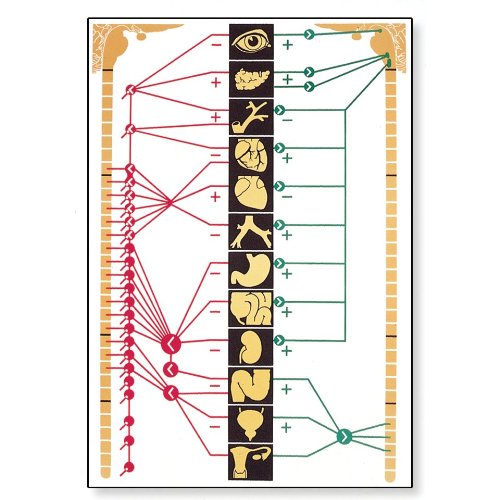 3B Scientific V2059M The Vegetative Nervous System Anatomical Chart, with Wooden Rods, Oversize Poster, 33.1" Width x 46.5" Height