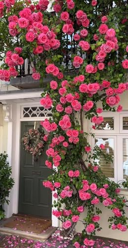 Image of Climbing Rose Imported Live Plant | Pure Pink Flowering Gulaab Creeper Plant | Fragrant Outdoor Climbing Rose for Home Garden Balcony Terrace Wall Fence Decor | Pack of 1 With Pot