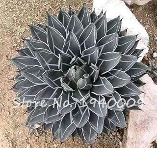 50pcs/Bag Bonsai Flower Seeds, Agave Seeds, Rare Succulent Seeds Perennial Flower Seeds, Agave Potted Plants for Home Garden Decor: Only Seeds