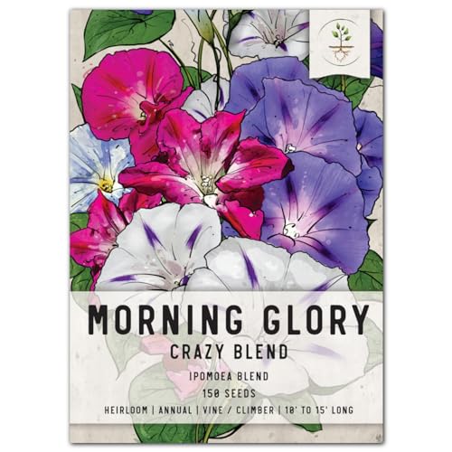 Seed Needs, Crazy Mixed Morning Glory Seeds - 150 Heirloom Seeds for Planting (Contains 10+ Varieties) Annual Flowering Vines, Grow Your Own Vining Privacy Fence (1 Pack)