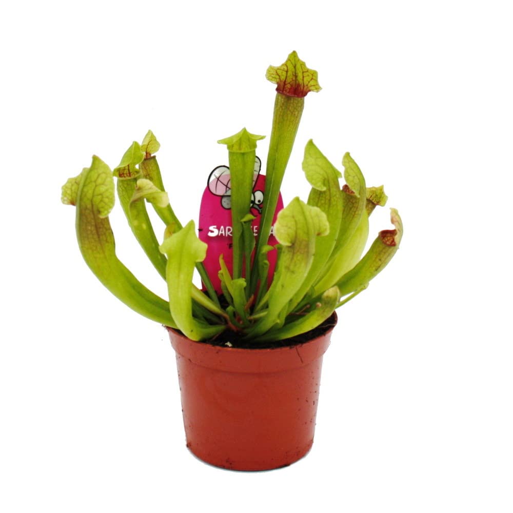 Schlauchpflanzen-Trio 3 verschiedene Sarracenia-Pflanzen im Set Fleischfressende Pflanzen 9cm Topf