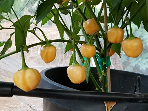 Peachadew Pepper 10+ Seeds #TOP2