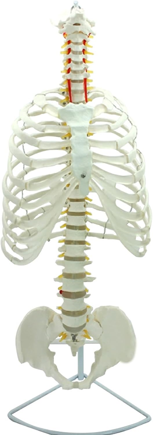 ホグッシープラス＋ホグッシー2個+バンド Amazon.co.jp: Hoggsy Plus