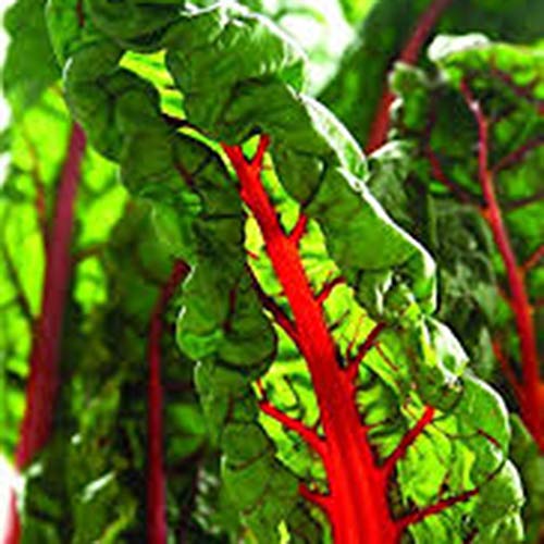 LEANO 100pcs Organic Rainbow Swiss Chard Seeds Heirloom Vegetable Seeds Non-GMO for Home Garden Planting