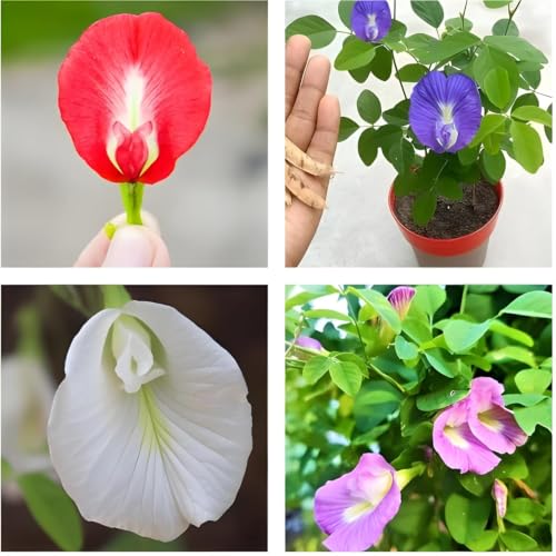 Image of Aparajita Flower Seeds - Multipetal Butterfly Pea All Colour Mix | Double Petal Garden Plant Seeds (Pack of 30 Pcs)