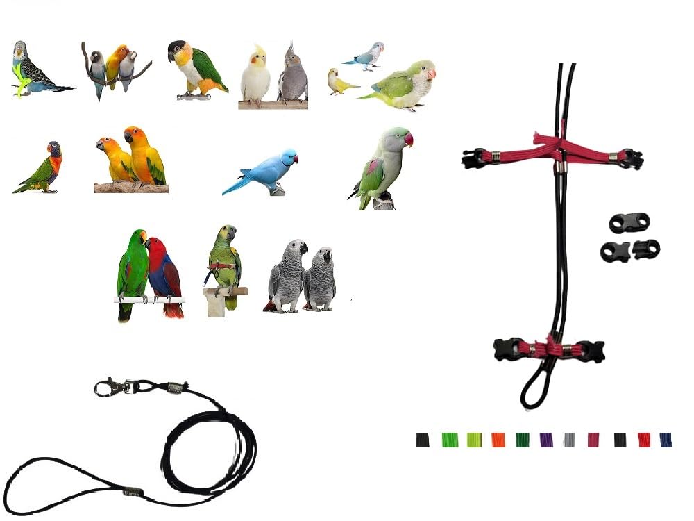 Petorina ajustable de 3 mm para loros y amazonas con cuerda elástica de 1 metro