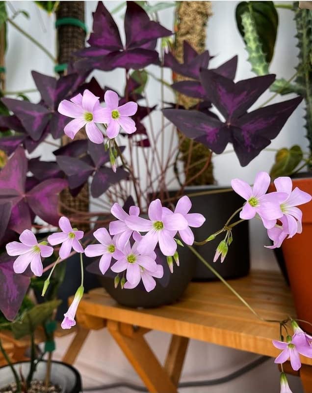 Ritz Farming� Imported Veriety Oxalis Flower Bulbs milticolour color Flower bulbs pack of 4 bulb