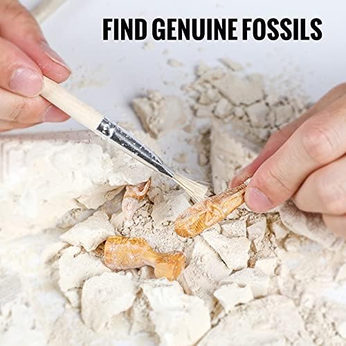 SuSenGo Fossils Dig Kit for Kids, Educational Science Kits Gifts for 6+ Ages, World Heritage Pyramid 6 Fossils Excavation Kit for Boys Girls