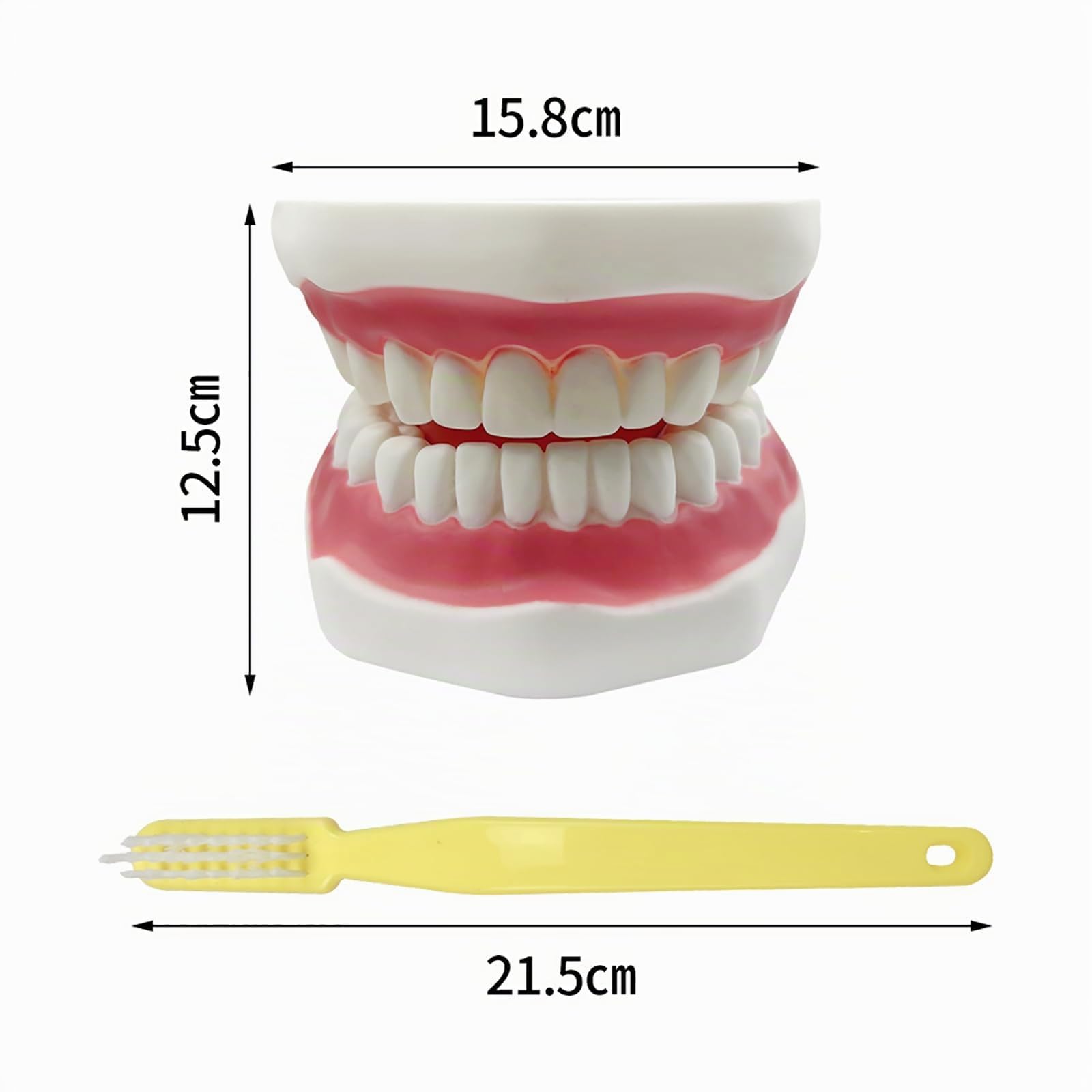 Grand modèle de dents anatomiques pour enseignement des dentistes avec brosse à dents 22 x 15 x 14 cm