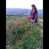  Sarah\'s Song