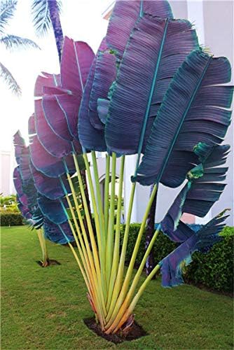 100 Pcs/Bag Purple Travelers Palm Flores Bonsai, Ravenala Madagascariensis Chinese Fan Palm Plant,Tall Evergreen Tree DIY Garden - (Color: 8)