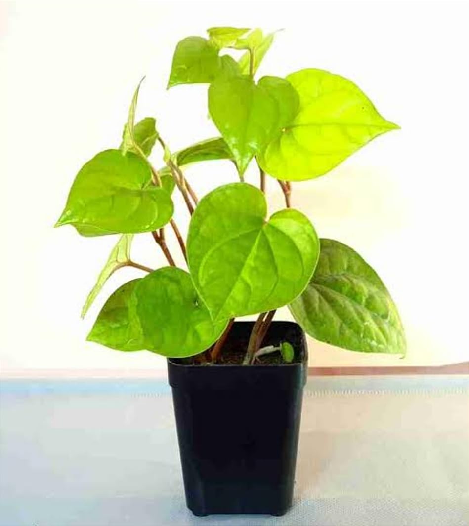 Live Betel Leaf Paan Pan Patta Plant Fast Growing Plant for Indoor/Outdoor Gardening Good Air Purifying Maghai Paan Plant Aromatic Herb Traditional Ayurvedic Plant 1 Live Healthy Plant (B0D5YZ1YQQ) Amazon Price History, Amazon Price Tracker