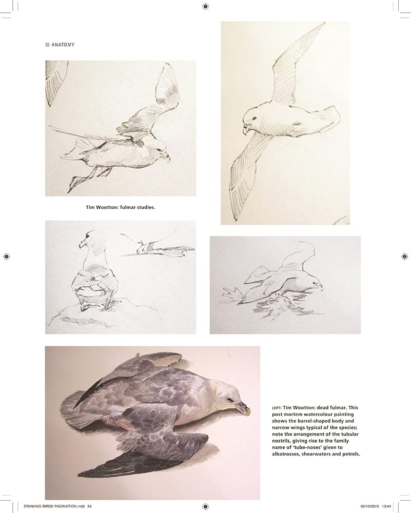 Drawing and Painting Birds