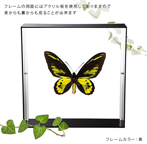 【蝶標本】ロスチャイルドトリバネアゲハ他 Amazon.co.jp: 蝶の標本 ロスチャイルドトリバネアゲハ