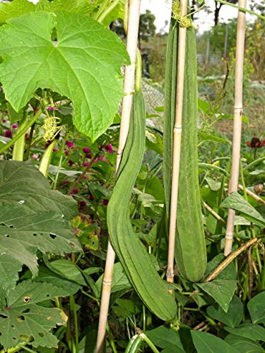 Loofah 20 Seeds - Muop Khia, Luffa Angled Gourd/Ridge Gourd Seeds, Loofah Sponge/Luffa Sponge Chinese Okra Seeds, Climbing Vegetable Luffa Seeds For Planting #TOP3