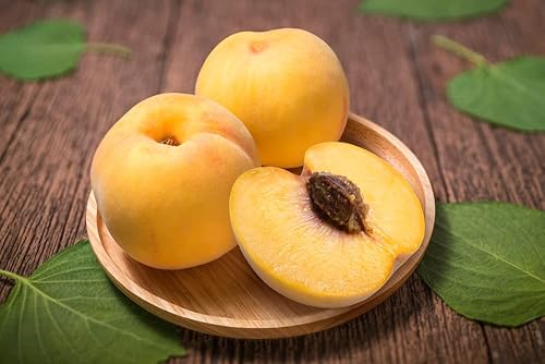 Miniatura 5 de Lovell - Semillas de árbol de melocotón para plantar, (Prunus persica), 2 semillas de reliquia por paquete, semillas de jardín de Isla, semillas sin