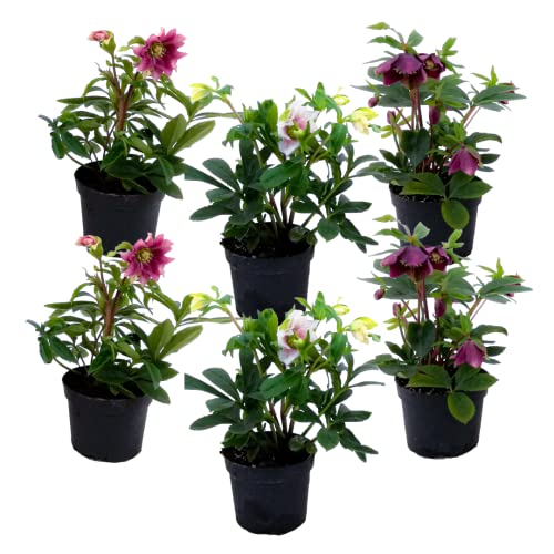 Plant in a Box - Helleborus Orientalis - 6er Mix - Christrosen Winterhart - Farbenfrohen Blüten - Gartenpflanzen - Topf 12cm - Höhe 20-30cm Cover