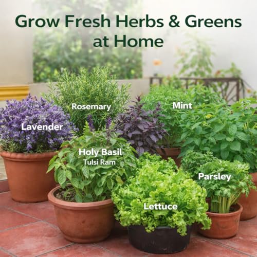 Image of Saphirre Seeds Herb Seeds Combo Pack | 8 Varieties | 950+ Seeds | Rosemary, Mint, Lavender, Tulsi, Red Basil, Parsley, Celery & Lettuce | High Germination | Easy to Grow for Home Gardening