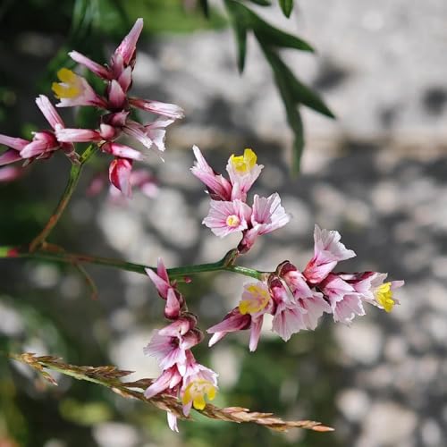 Semillas de lavanda marina - Limonium sinense, semillas de mariposas resistentes para el jardín regalos de jardín para 150pcs