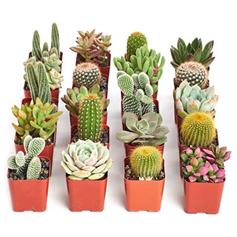 Shop Succulents Premium Live Mini Cactus and Succulent Plants in 2" Pots, Easy Care Indoor or Outdoor Gardening, Terrariums, Favors, & Contemporary Spaces with Hardy, Resilient Varieties, Pack of 20 Cover