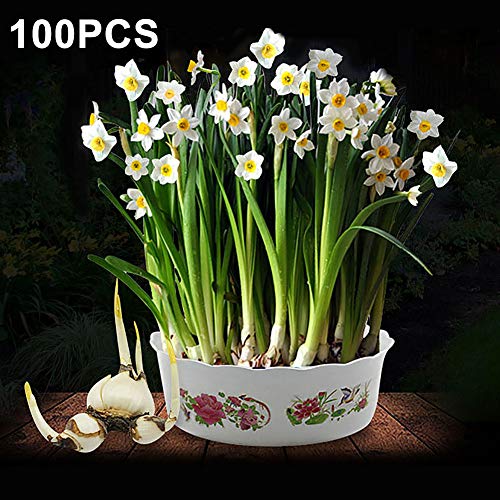 TankMR Farms Seeds 100Pcs Daffodil Ornamental Plant Flower Seeds Garden Yard Growing Bonsai Decor for Garden Balcony/Patio - Daffodil