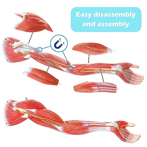 Image of Human Muscle and Organ Model, 27-Part Half Life-Size Human Body Muscle Model Muscular Figure with Removable Organs and Muscle Anatomy for Medical Educational Training,ncludes Detailed Full Color