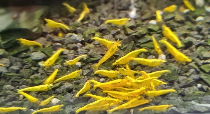 Yellow Fire Neon Stripe Neocaridina - Garnelen Neocaridina davidi, 10...