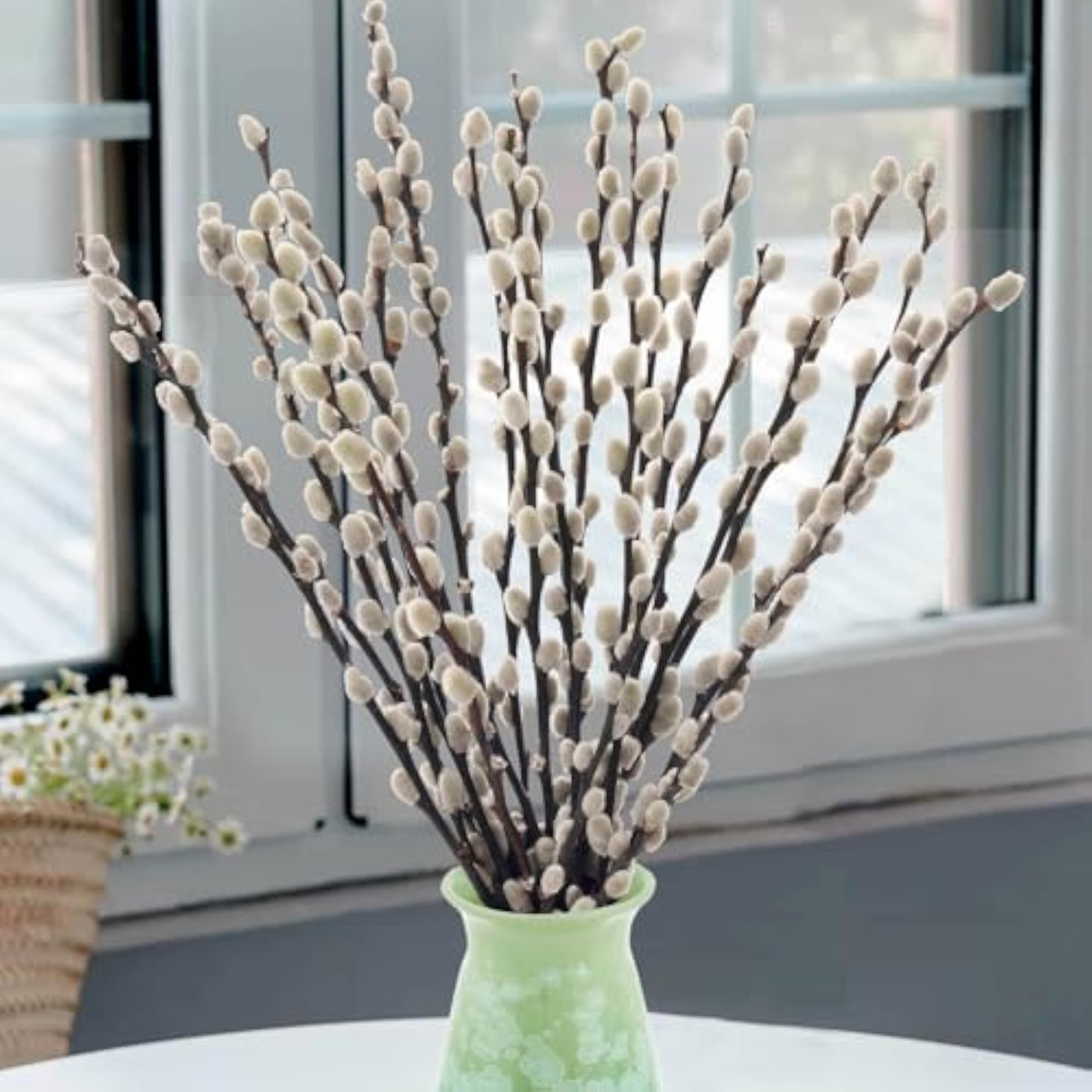 20 Stems Real Dried Pussywillow Preserved Greenery Branches