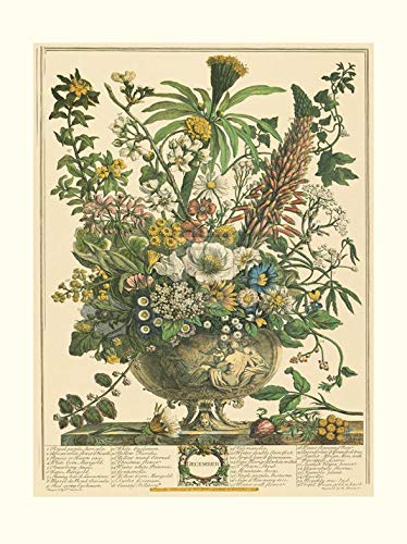 Amazon.com: Robert Furber - Twelve Months of Flowers 1730/December