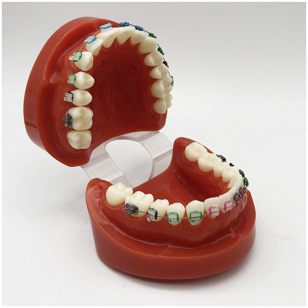 Model Zębów Typodont, Demonstracyjny Model Ortodontyczny Dental Typodont, Model Do Nauki O Zębach Zębowych, Model Dydaktyczny Do Nauczania Przedmiotów Ścisłych,