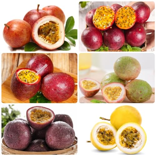 300 Piezas Semillas De Maracuyá, Plantas De Balcón Resistentes, Plantas En Crecimiento, Passiflora Edulis, Plantas De Jardín, Árboles Resistentes, Árboles Frutales, Protección Contra El Frío