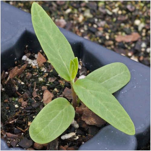 Image of Seed Needs Pink Swamp Milkweed Seeds for Monarch Butterflies 10 Pack