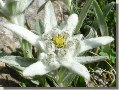 50 Edelweiss Leontopodium Alpinum White Flower Seedscomb S/H #TOP5