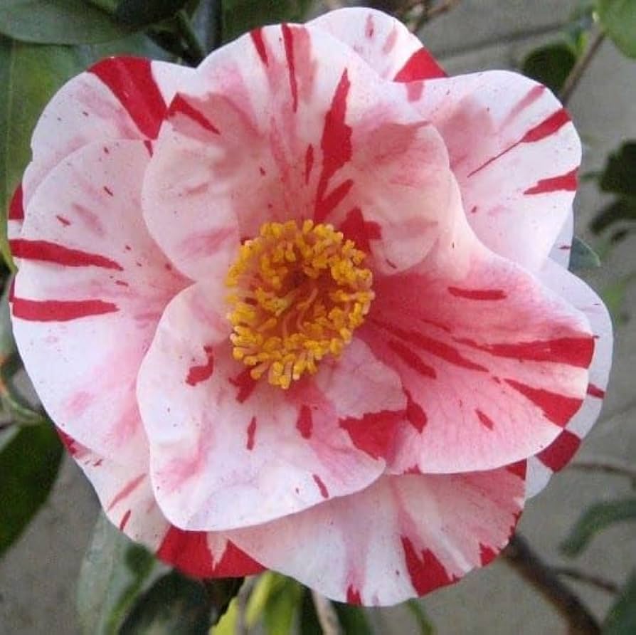 camellia　４点セット JUST CHILL™ Double Pink Camellia – Creekside Nursery, Inc