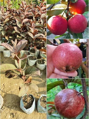 Image of All-Time 12 Months Hybrid GRAFTED Live Fruit Plant Original & Authentic Organic Tree for Outdoor Fast-Growing Fruit Plant Home Gardens Pack Of-1 (Red Diamond Guava Plant, Medium)