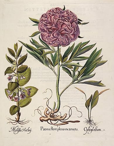 Peinture Poster Impression Paeonia de Basil Besler, une toile d'art mural d'exception