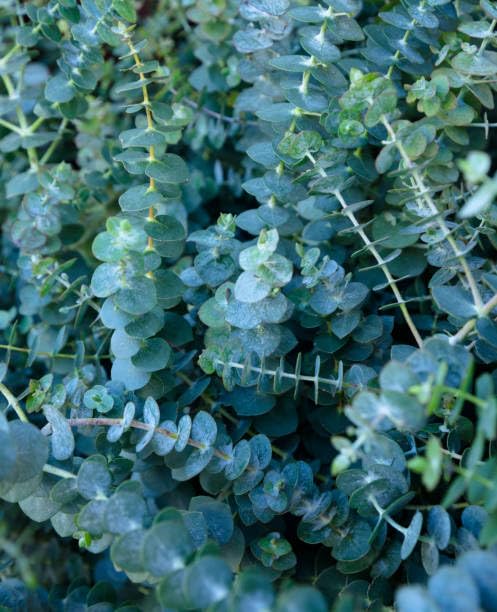 Eucalyptus Seeds for Planting 50+ Silver Dollar Seeds Non-GMO Heirloom Aromatic Silver-Blue Foliage Fast-Growing Evergreen Tree for Landscaping Cut Arrangements & Containers