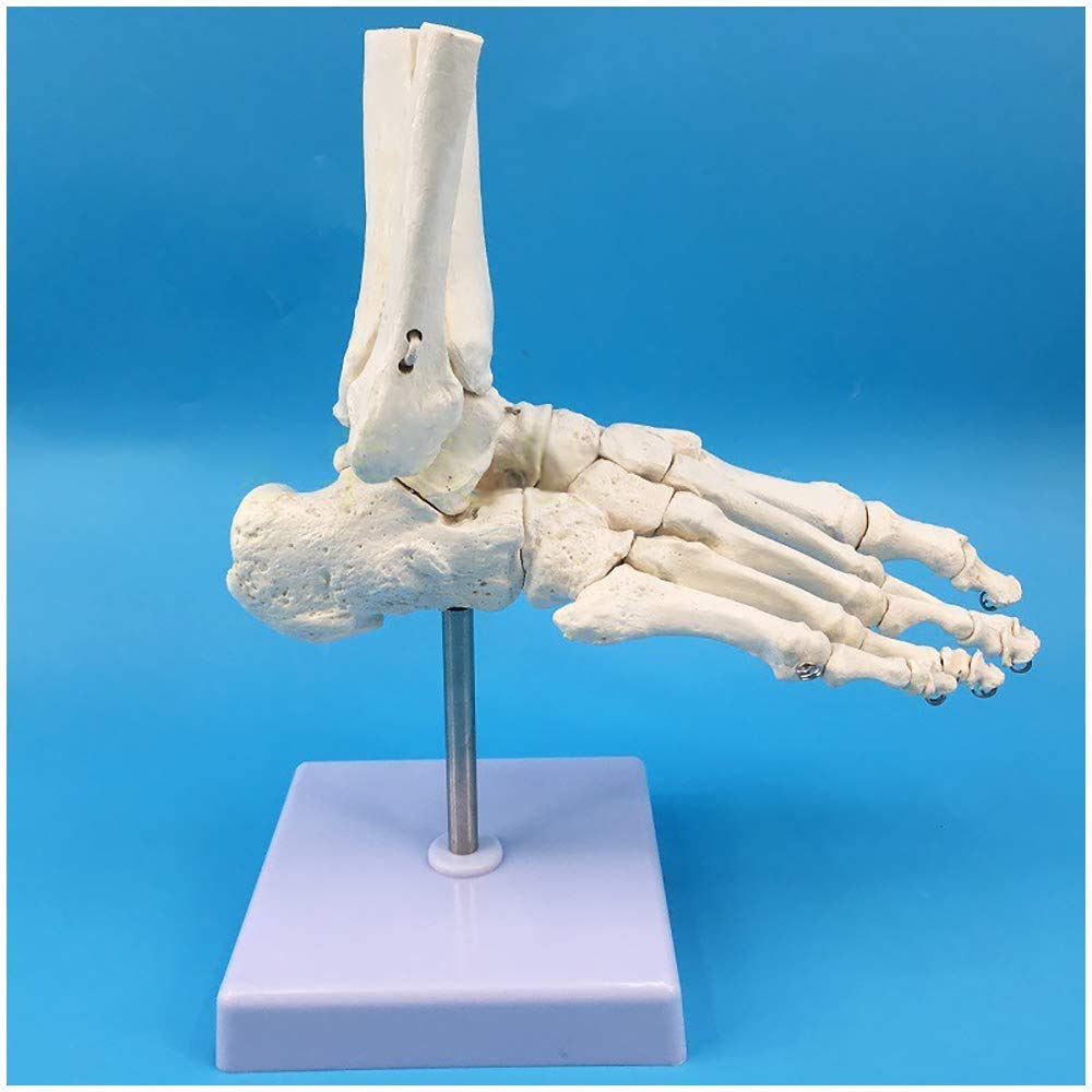 Esqueleto Del Pie Humano MonMed Medical Models Modelo De Pie Y Tobillo De  Tamaño Real, Modelo Anatómico De Pie, Huesos De Esqueleto Del Pie Real, image size:1000x1000