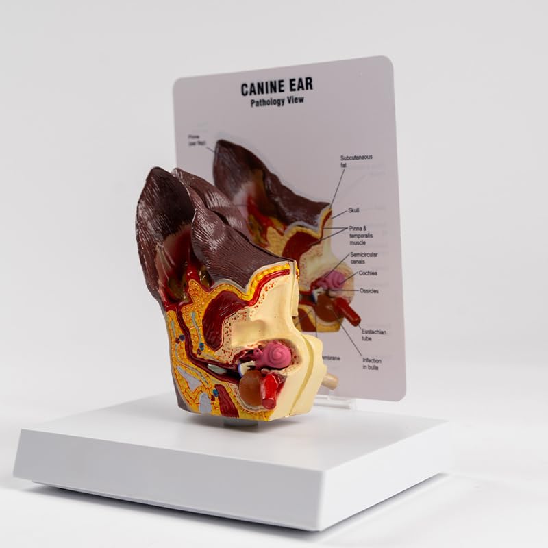 Medical Science Dog Ear Pathology Model Canine Ear Anatomical Model
