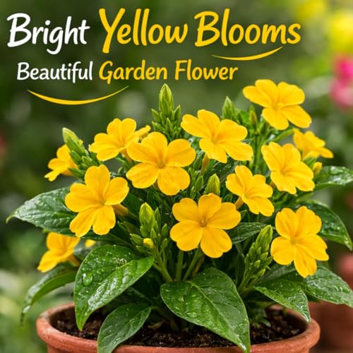 Image of Indian Gardens - Kanakambaram | Aboli | Priyadarsha | Flowering Crossandra | Pagoda Flower | firecracker flower | Live plant with pot (Yellow, 4 inch Black)