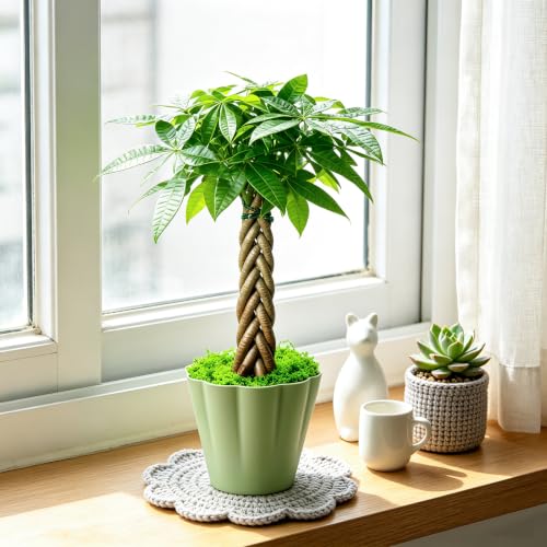 Sprout N Green 8-10" Money Tree with 5 Lucky Braid, Live Plant with Light Green Petal Pot, Decoration for Indoor Home Office Tabletop Windowsill Side Table, Housewarming Christmas Gift - Image 3