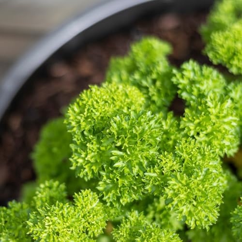 semi di prezzemolo biologico di medicinali di prezzemolo perenne, giardino da interno di selvatiche 200pcs