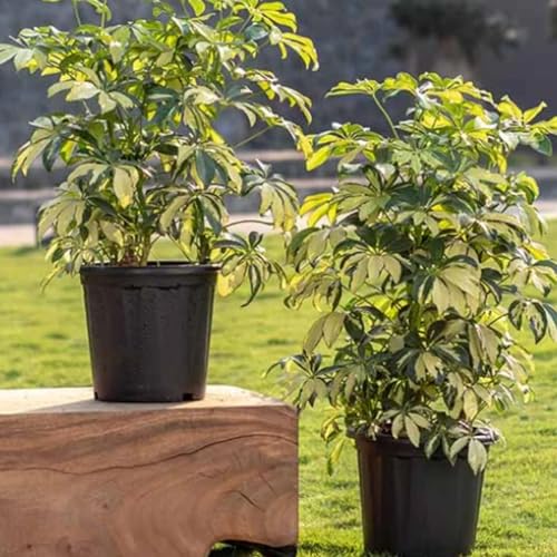 Hug A Plant | Heavy Duty Black Plastic Planter | Grower Pot/Garden Pot with Black Tray for Home & Garden (12INCH | 30CM) (Pack of 1)