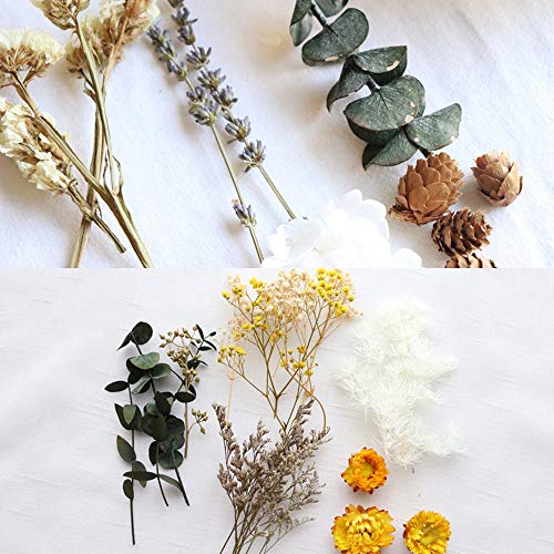 3 cajas de flores secas prensadas para decoración DIY miniatura 4