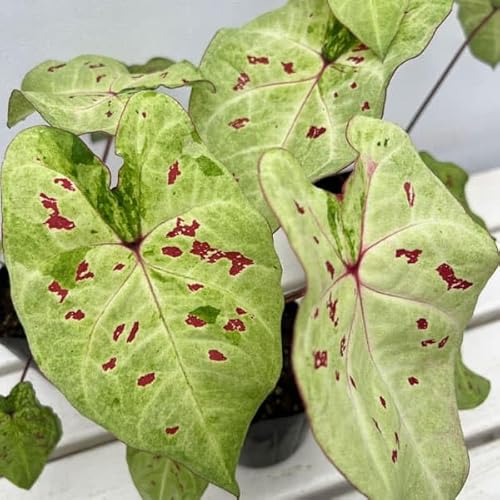 JWEF}b` 3.5|bg[J[[t][JWE][_]