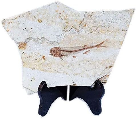 SUNNYHILL Fish Fossil Real Comes from The Western Liaoning China 150 Million Years Ago Lycoptera