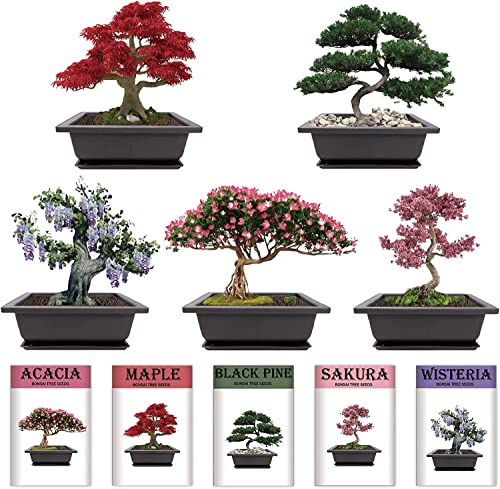Meekear Growing into Acacia, Wisteria, Sakura, Red Maple, Black Pine, 5 Types for Home Gardening DIY Gifts