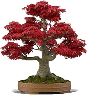 Japanese Red Maple Bonsai Tree Seeds | 30+ Seeds | Highly Prized for Bonsai, ...