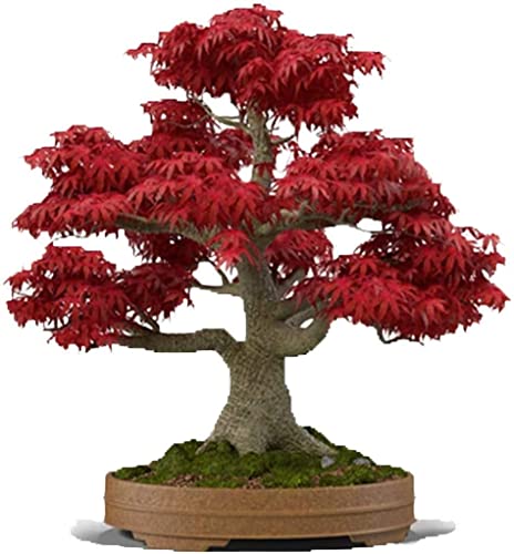 Japanese Red Maple Bonsai Tree Seeds | 30+ Seeds | Highly Prized for Bonsai, Japanese Maple Tree Seeds